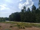 Scenic view of a rural roadside with lush forest and clear skies