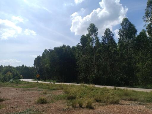 Scenic view of a rural roadside with lush forest and clear skies
