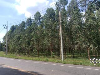 Lush roadside forest scenery