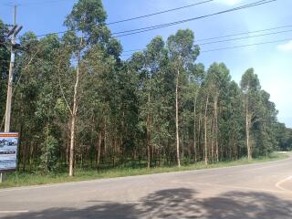 Scenic view of a tree-lined road near a property for sale