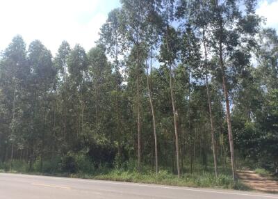 Sturdy line of trees beside a road under clear blue sky