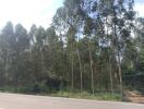 Sturdy line of trees beside a road under clear blue sky