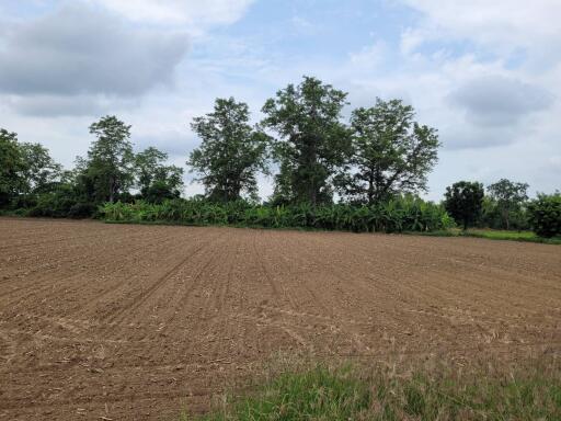Prepared agricultural land with surrounding trees under a cloudy sky