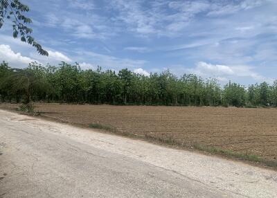 Rural road next to cultivated land and a small forest