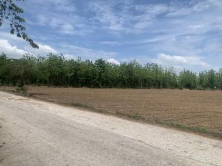 Rural road next to cultivated land and a small forest