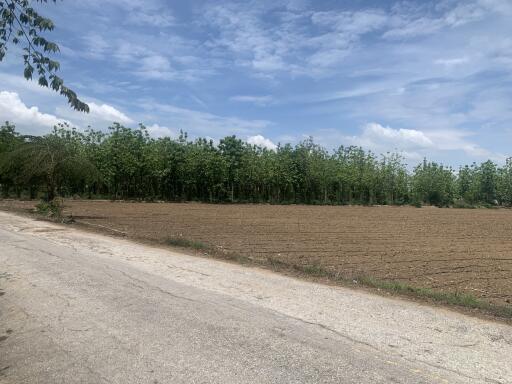 Rural road next to cultivated land and a small forest