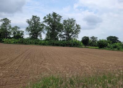 Cultivated agricultural field surrounded by lush greenery