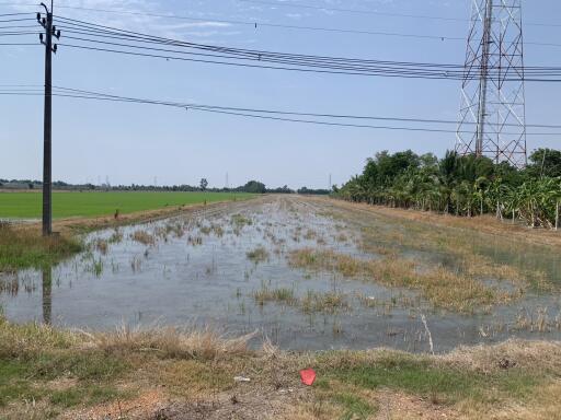 Flooded agricultural field near power lines and lush greenery