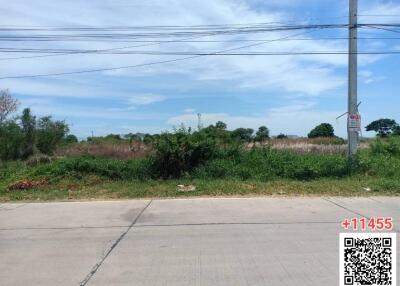 Undeveloped land with lush vegetation along a roadside