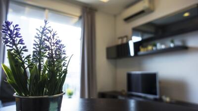 Modern kitchen interior with decorative plants