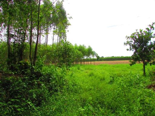 155,868 Sqm., 1 Bed Land listed for ฿ 16,280,000.