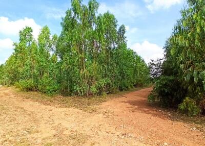 122,824 Sqm. Land listed for ฿ 12,091,000.