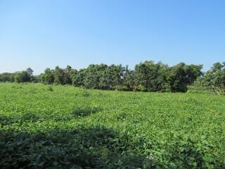 33,308 Sqm. Land listed for ฿ 7,800,000.