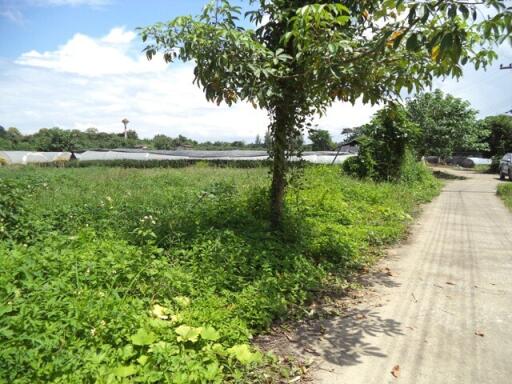 2,760 Sqm., 1 Bed Land listed for ฿ 3,080,000.
