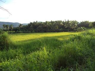 14,804 Sqm. Land listed for ฿ 2,721,000.