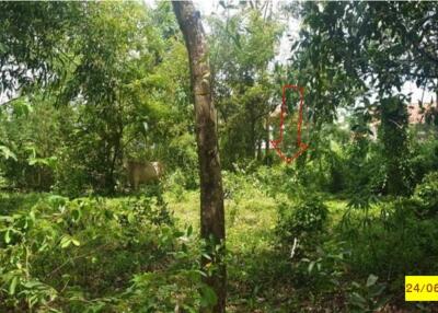 597 Sqm. Land listed for ฿ 2,000,000.