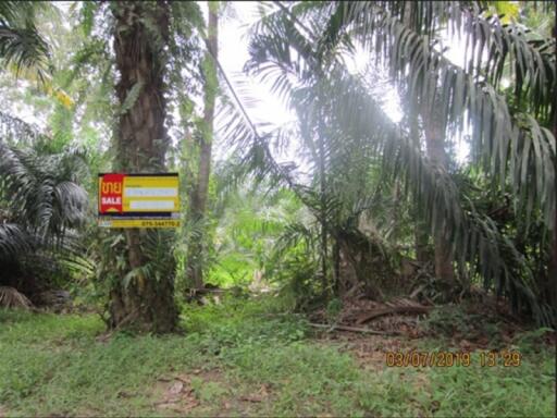 3,174 Sqm. Land listed for ฿ 626,000.