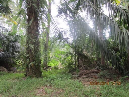 3,174 Sqm. Land listed for ฿ 626,000.