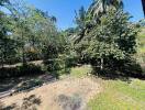 Spacious backyard with lush greenery and tropical trees