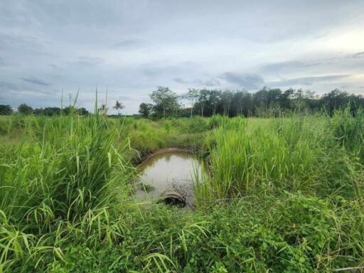 Lush green landscape with a small pond surrounded by tall grass and trees under a cloudy sky