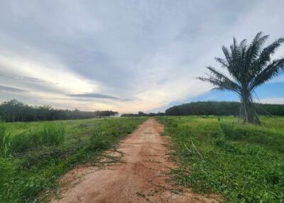 Wide open rural landscape with dirt road and lush greenery under a cloudy sky