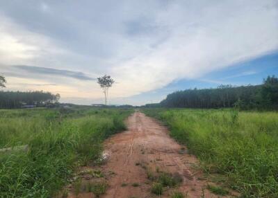 Rural dirt road leading through a lush landscape under a spacious sky