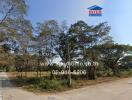 Expansive outdoor area with trees and a clear path, suitable for real estate development