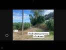 Rural outdoor landscape with dirt path and lush greenery