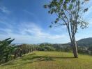 Scenic view of a lush backyard with panoramic hillside views