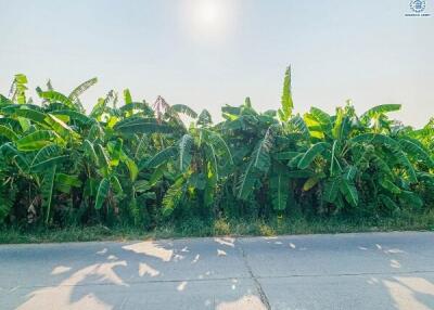 Lush banana plantation by the roadside under sunny skies