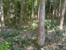 Sunny forest area with dense trees marked for property development