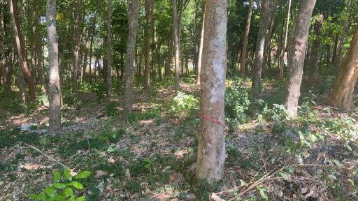 Sunny forest area with dense trees marked for property development