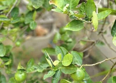 Fresh green lime tree with ripening limes in a garden