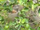 Fresh green lime tree with ripening limes in a garden