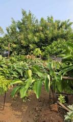 Lush garden with diverse vegetation and mature trees