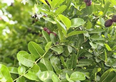 Lush garden with flowering shrubs and mature fruits