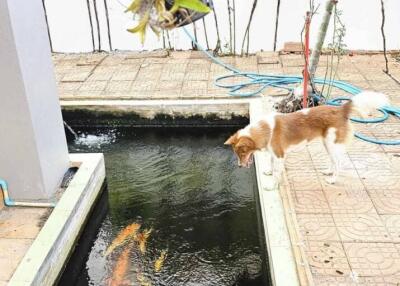 Outdoor area with koi pond and pet dog