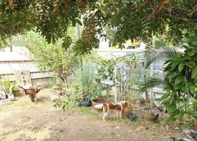 Spacious backyard garden with lush greenery and a pet dog