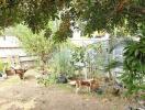 Spacious backyard garden with lush greenery and a pet dog