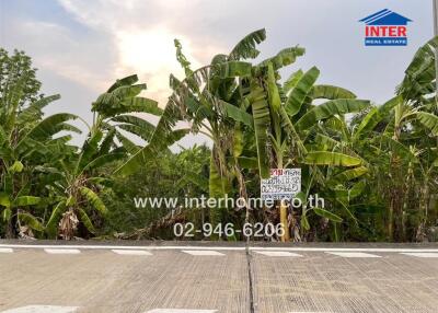 Rural road with banana trees and real estate sign
