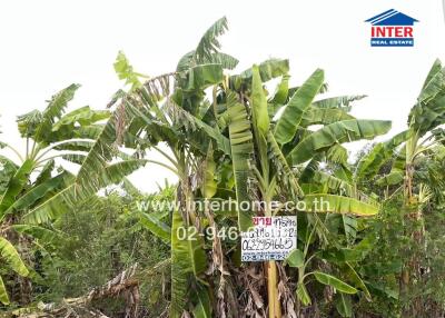 Banana plantation surrounded by lush greenery