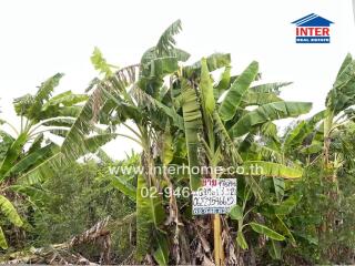 Banana plantation surrounded by lush greenery