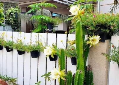 Lush Green Residential Outdoor Garden with Various Plants and Flowers