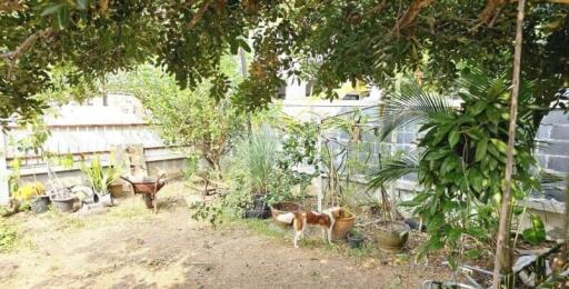 Spacious backyard garden with lush greenery and a small dog