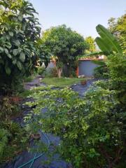 Lush green garden with a variety of plants and clear walking path