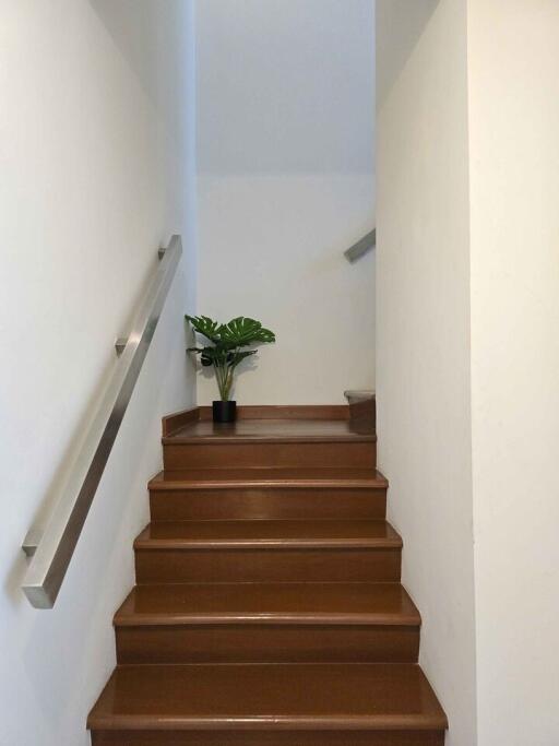 Clean and modern wooden staircase with a potted plant