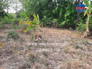 Spacious outdoor area with natural vegetation and young banana trees