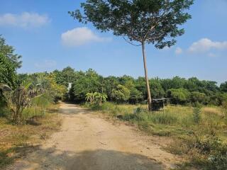 Serene country road leading to a rustic property surrounded by lush greenery