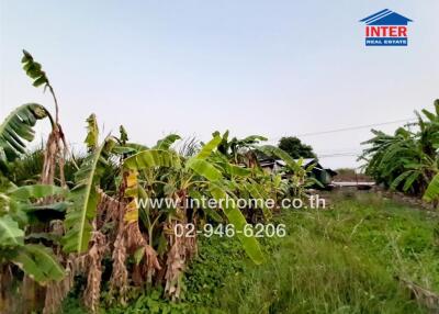 Rural landscape with banana trees and open land