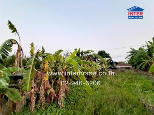 Rural landscape with banana trees and open land